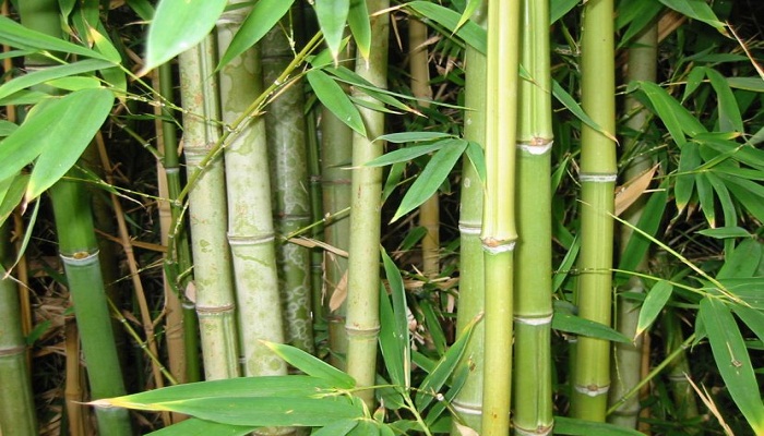 Bambú como planta acuática 