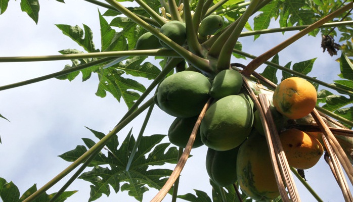 5 Generalidades en el cultivo de papaya que mejoraran tu producción.