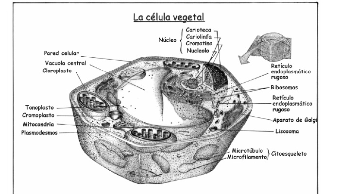 Organelos de la célula vegetal