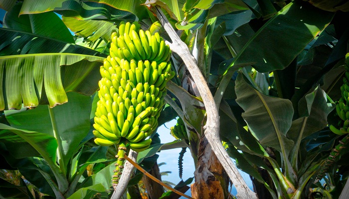 planta de plátano