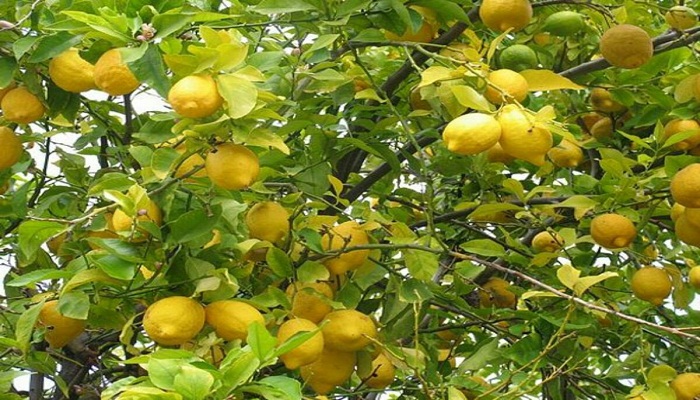 planta limón