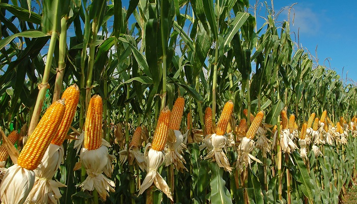 planta de maíz