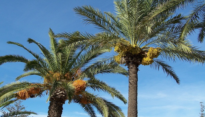 planta palmeras