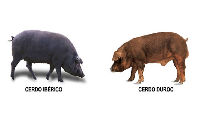 Dos tipos de razas de cerdos