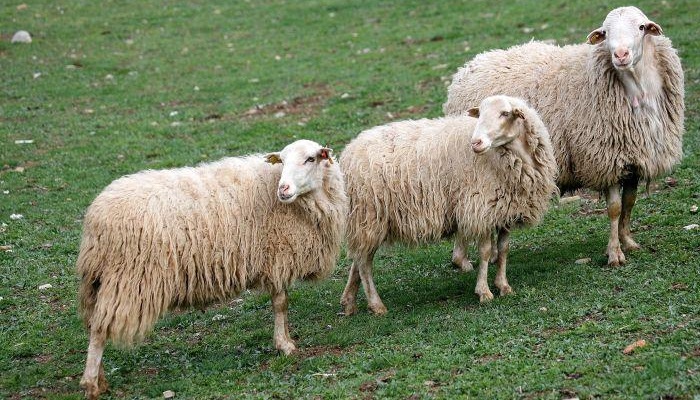 Ovejas para producción de lana