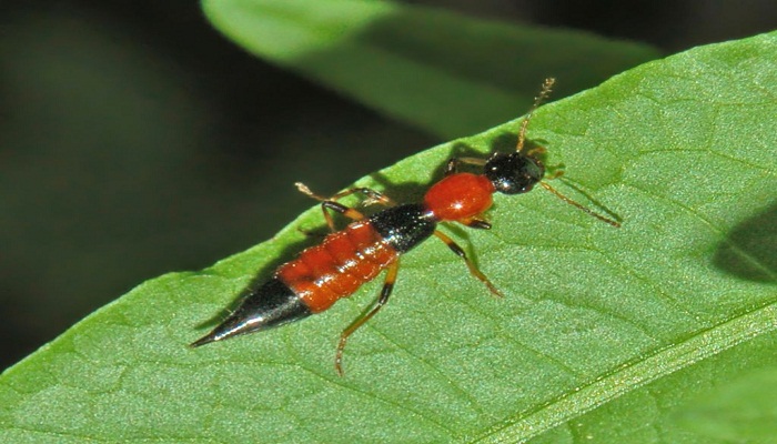 Coleóptero Staphylinidae