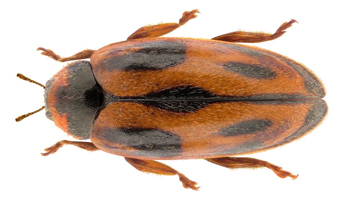 Coleóptero Rodolia Cardinalis