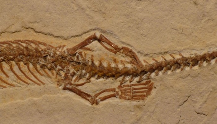 Fósil encontrado en Brasil serpiente con patas