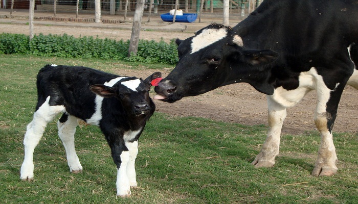 Vacas Holstein con un ternero