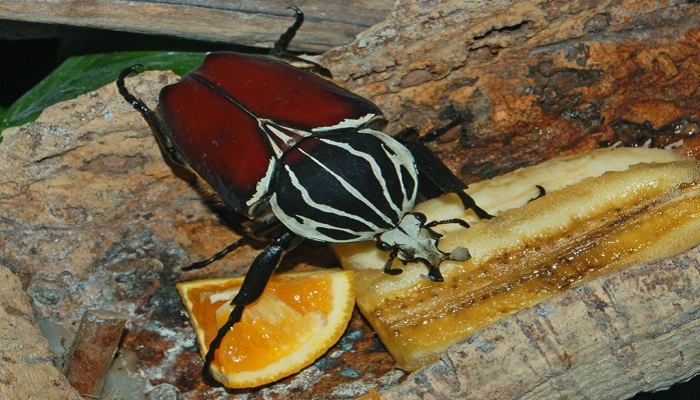 Escarabajo rojo alimentándose