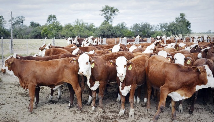 3 razas de bovinos de carne IDEALES para la «producción»