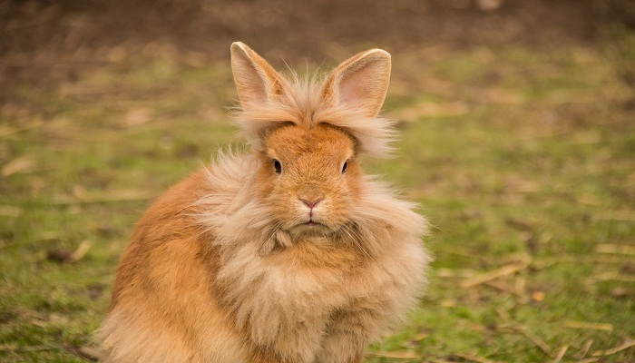 ¡Conejo Cabeza de León! – 5 datos que necesitas saber