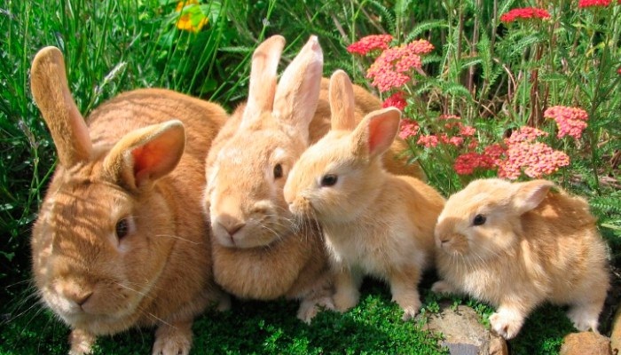 Tipos de conejos y sus múltiples Sistemas de Producción – «Instalaciones Recomendadas»