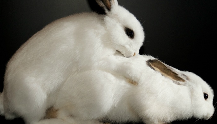 Reproducción en conejos