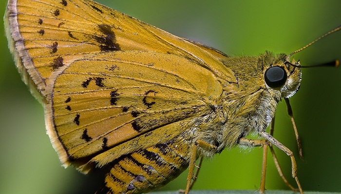Generalidad y características de las mariposas