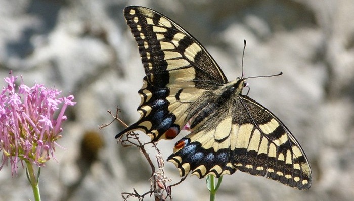 Familia Papilionidae