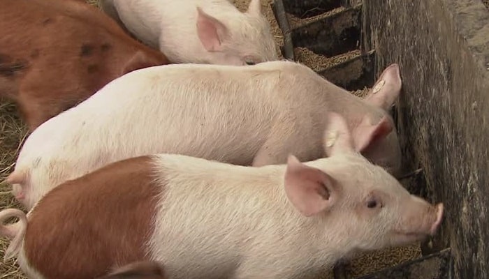 ✔ Alimentación para Cerdos por Etapas – Importancia y Rendimiento Productivo