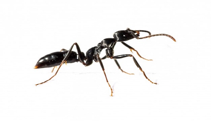 Partes de una hormiga
