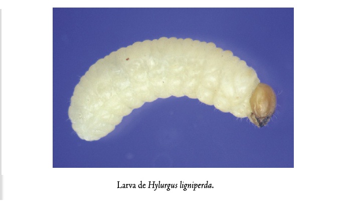 Larva del escolito rubio