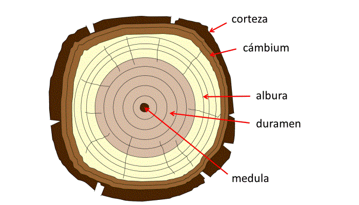 Estructura de la madera.