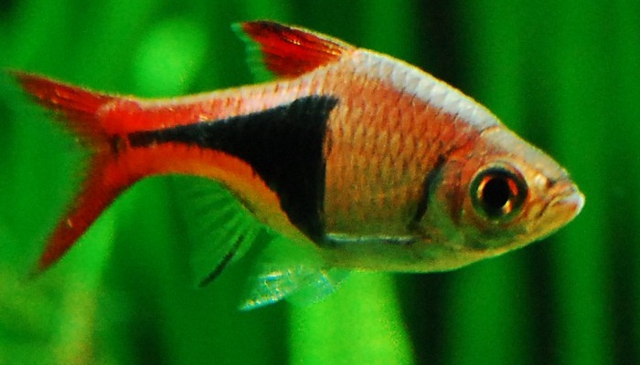 pez exótico Arlequín