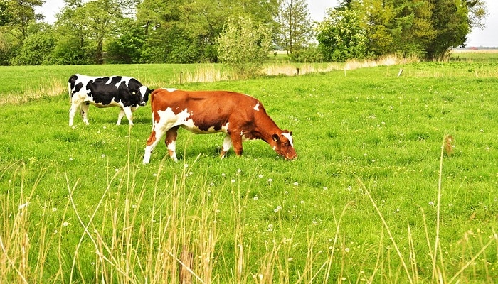 Vacas comiendo pasto