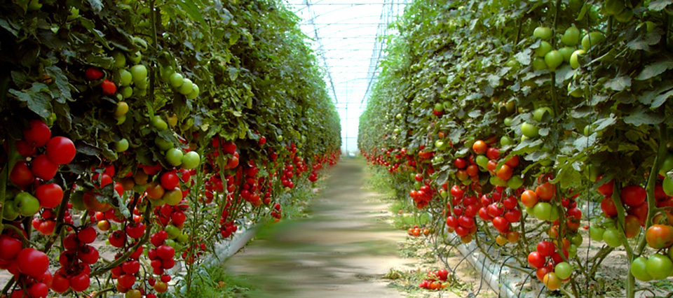 producción de tomate bajo invernadero