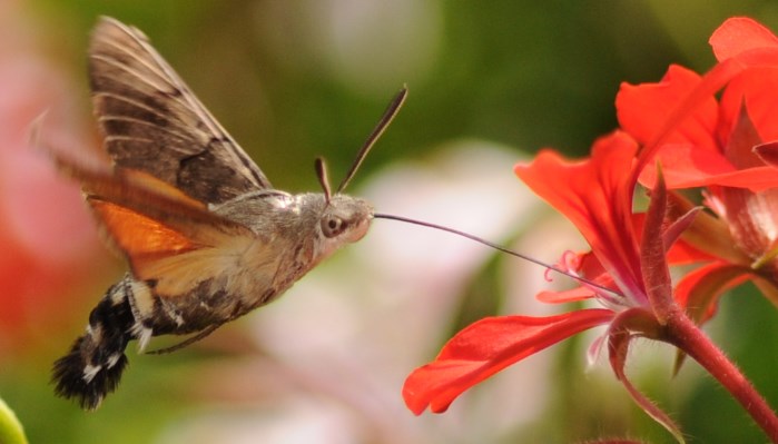 Mariposa colibrí