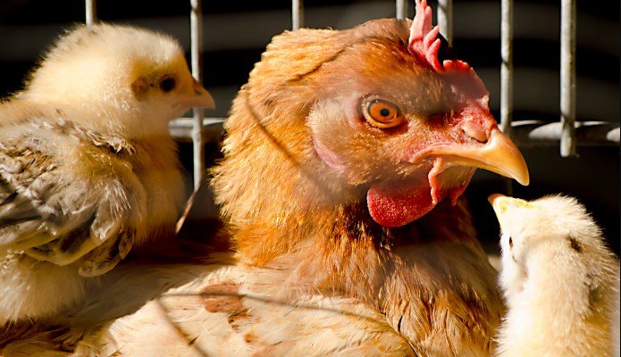 Impacto de las bacterias en las enfermedades de las gallinas