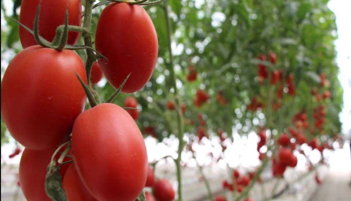 primera cosecha de tomates