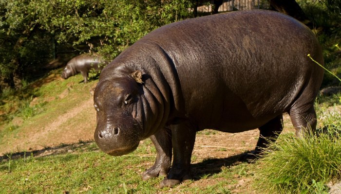 El Hipopótamo Pigmeo - Animal más bonito del mundo 