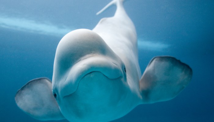 La Ballena Beluga - Animal más bonito del mundo