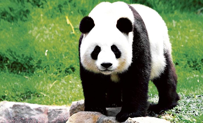 El Panda Gigante - Animal más bonito del mundo
