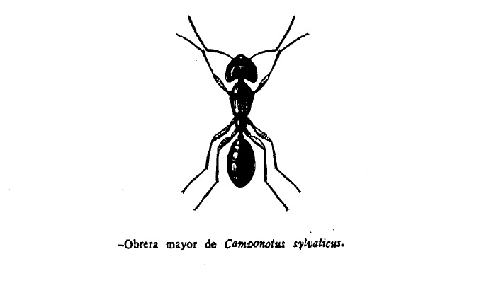 Hormiga Camponotus sylvaticus de España