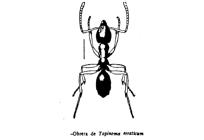 Hormiga plaga Tapinoma erraticum