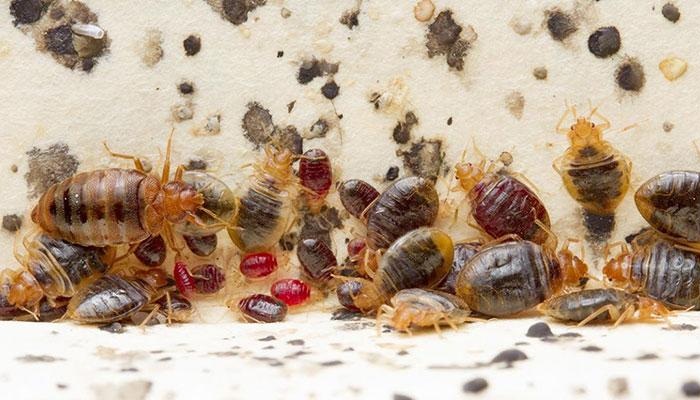 CHINCHE COMÚN ▷ 10 curiosidades sobre este insecto-plaga