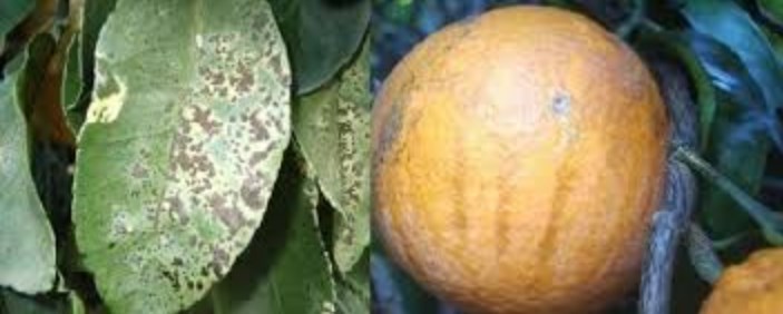 Antracnosis de la naranja
