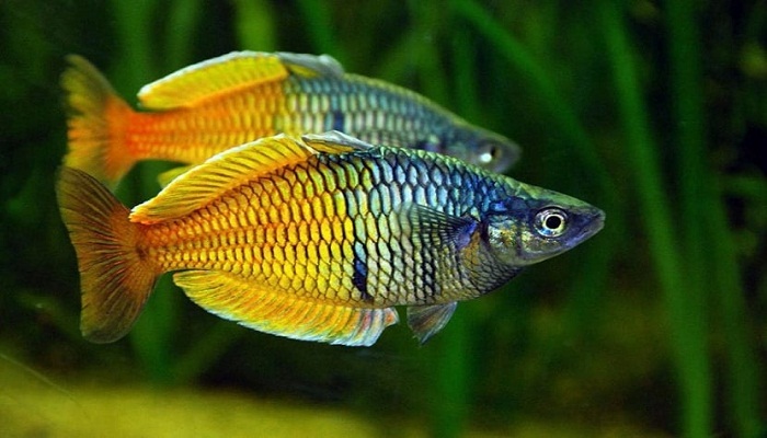 nutrición del pez arcoiris