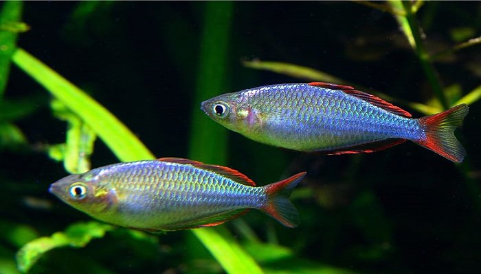 crías de peces arcoiris