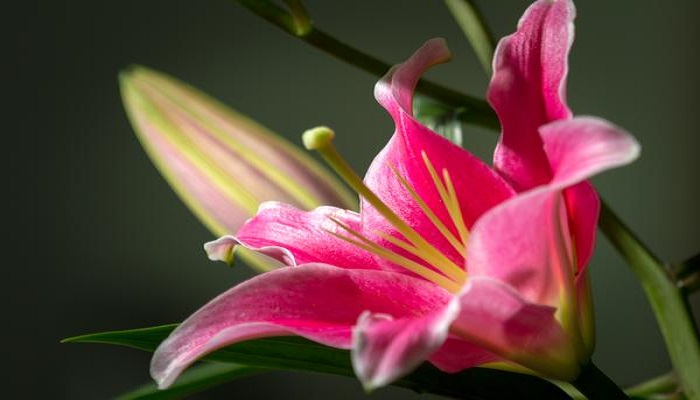 Las 15 Flores Mexicanas más populares ⇨ Te encantarán!