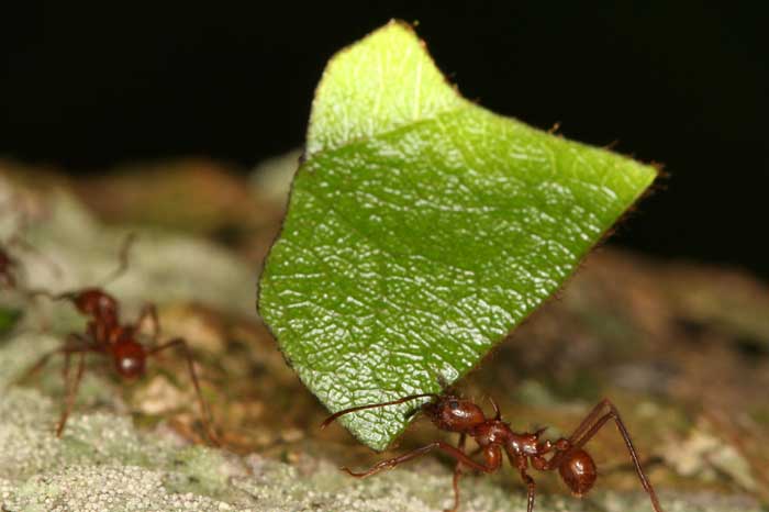 Control de plagas en hormigas