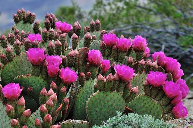 Cultivar los Tipos de Cactus con Flores