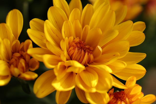 Crisantemo Amarillo
