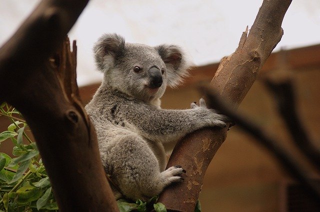 Koala en extinción 