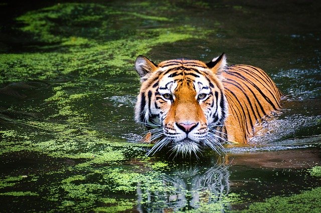 Tigres en extinción