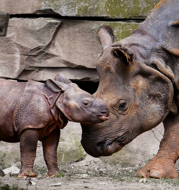 Rinoceronte de Java en extinción