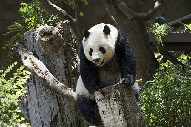 Osos Pandas en extinción