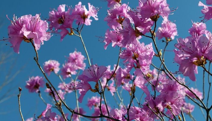 Cuidados Básicos de las Flores Azaleas