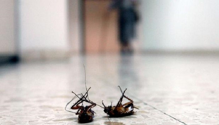eliminación de cucarachas en Sevilla
