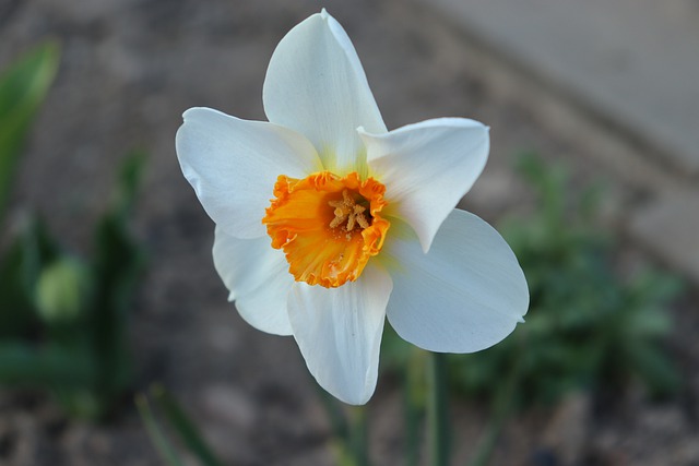 Varica de San José (Narcissus tazetta)